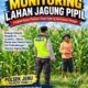 Polri Dukung Astacita, Polsek jenu Polres Tuban Turun Cek Tanaman Jagung Warga di Desa Jenu