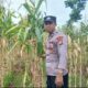 Dukung Swasembada Pangan, Polsek Tambakboyo Monitoring Panen Jagung Warga