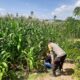 Dukung Ketahanan Pangan, Bhabinkamtibmas Desa Lab. Sumbawa Sambangi Warga Pengepul dan Petani Holtikultura