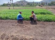 Bhabinkamtibmas Tekasire Sambangi Petani, Dorong Ketahanan Pangan dan Cegah Karhutla