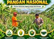 “ANGGOTA POLMAS PANTAU PERKEMBANGAN TANAMAN JAGUNG PETANI DI DESA BINAAN”