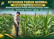 Polsek Montong Polresta Tuban Turun Cek Tanaman jagung Warga di Desa Pucangan