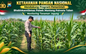 Polsek Montong Polresta Tuban Turun Cek Tanaman jagung Warga di Desa Pucangan