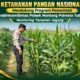 Polsek Montong Polresta Tuban Turun Cek Tanaman jagung Warga di Desa Pucangan