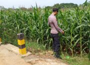 Polsek Tambakboyo Cek Pertumbuhan Jagung, Dukung Program Ketahanan Pangan
