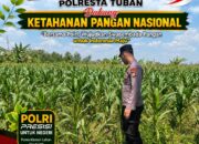 POLSEK BANGILAN DUKUNG KETAHANAN PANGAN NASIONAL MELALUI MONITORING TANAMAN JAGUNG