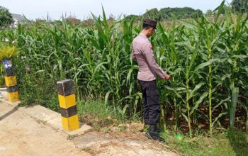 Polsek Tambakboyo Cek Pertumbuhan Jagung, Dukung Program Ketahanan Pangan
