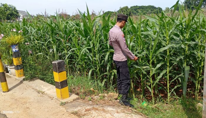 Polsek Tambakboyo Cek Pertumbuhan Jagung, Dukung Program Ketahanan Pangan