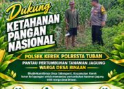 “Bhabinkamtibmas Desa Sidonganti Pantau Pertumbuhan Tanaman Jagung Warga Desa Binaan”