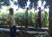 Dukung Ketahanan Pangan Nasional, Bhabinkamtibmas Desa Batu Bangka Sambangi Petani Pengecek Tanaman Jagung