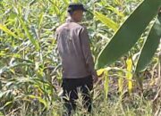 Mendukung Program Ketahanan Pangan, Bhabinkamtibmas Monitoring Pertumbuhan Jagung