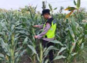 Polri Dukung Astacita, Polsek jenu Polres Tuban Turun Cek Tanaman Jagung Warga di Desa mentoso