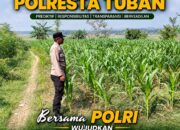 Polsek Bangilan Dukung Ketahanan Pangan, Pantau Perkembangan Tanaman Jagung