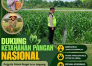 Polri Dukung Astacita, Polsek Rengel Polresta Tuban Turun Cek Tanaman Jagung Warga di Desa Rengel