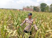 Dukung Program Astacita Presiden, Polisi Polsek Kenduruan Polresta Tuban Cek Perkembangan Tanaman Jagung Warga