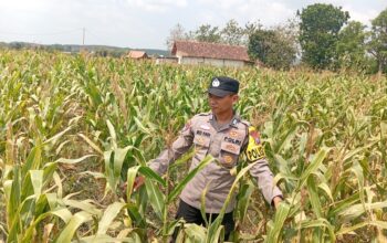 Dukung Program Astacita Presiden, Polisi Polsek Kenduruan Polresta Tuban Cek Perkembangan Tanaman Jagung Warga