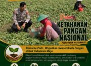Dukung Astacita, Polsek Palang Polresta Tuban Pantau Langsung Lahan Jagung milik warga Desa Ketambul