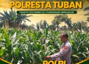 Polsek Tuban Pantau Perkembangan Tanaman Jagung, Dukung Ketahanan Pangan Nasional