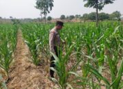 Polsek Jatirogo Turun ke Lahan produktif Desa Jatiklabang Wujudkan Dukungan Astacita Swasembada Pangan