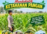 Dukung Program Asta Cita Presiden, Anggota Bhabinkamtibmas Polsek Senori Polresta Tuban Lakukan Pemantauan Tanaman Jagung Warga Desa Jatisari