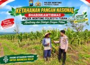 *Polsek Montong Polresta Tuban Turun Cek Tanaman jagung Warga di Desa Bringin*