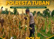 Polsek Tuban Pantau Tanaman Jagung Menjelang Panen, Dukung Ketahanan Pangan Nasional