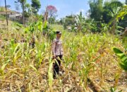 ANGGOTA POLSEK GRABAGAN SAMBANG DESA BINAAN, PANTAU LAHAN JAGUNG DAN MEMASTIKAN SISTEM IRIGASI MASIH LANCAR