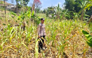ANGGOTA POLSEK GRABAGAN SAMBANG DESA BINAAN, PANTAU LAHAN JAGUNG DAN MEMASTIKAN SISTEM IRIGASI MASIH LANCAR