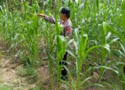 Cek Langsung ke Lahan, Polsek Tambakboyo Dukung Ketahanan Pangan Jagung di Tuban