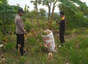 Polsek Grabagan Polresta Tuban Turun Langsung Cek Tanaman Jagung Warga