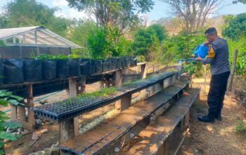 Dukung Ketahanan Pangan Nasional, Bhabinkamtibmas Desa Semamung Sambangi Warga di Demplot Uma Keban