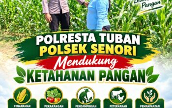 Dukung Program Asta Cita Presiden, Anggota Bhabinkamtibmas Polsek Senori Polresta Tuban Lakukan Pemantauan Tanaman Jagung Warga Desa Wanglukulon