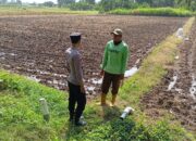 Dukung Swasembada Pangan, Bhabinkamtibmas Polsek Tambakboyo Cek Lahan Sawah Siap Tanam