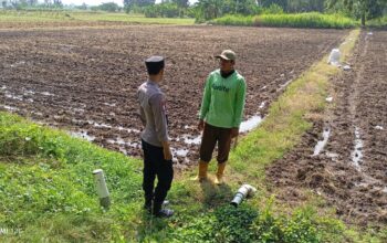 Dukung Swasembada Pangan, Bhabinkamtibmas Polsek Tambakboyo Cek Lahan Sawah Siap Tanam