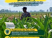 Mendukung Program Ketahanan Pangan, Bhabinkamtibmas Monitoring Pertumbuhan Jagung