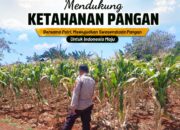 Polsek Tuban Pantau Perkembangan Lahan Jagung, Dukung Ketahanan Pangan Nasional