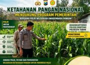 Polsek Montong Polresta Tuban Turun Cek Tanaman jagung Warga di Desa Bringin