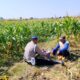 AIPDA Sumindar Cek Perkembangan Tanaman Jagung Warga, Dukung Ketahanan Pangan di Wilayah Kenduruan