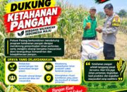 Dukung Astacita, Polsek Palang Polresta Tuban Pantau Langsung Lahan Jagung milik warga Desa Sumurgung
