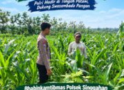 Anggota Polsek Singgahan Polresta Tuban Turun Cek Tanaman jagung Warga di Desa Tingkis