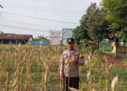 Dukung Ketahanan Pangan Nasional, Bhabinkamtibmas Polsek Kenduruan Polresta Tuban Cek Perkembangan Tanaman Jagung Warga