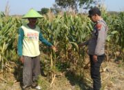 Dukung Astacita Presiden, Polsek Kenduruan Polres Tuban Pantau Perkembangan Tanaman Jagung Warga .