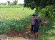 Dukung Ketahanan Pangan, Bhabinkamtibmas Polsek Tambakboyo Sambang Petani Jagung