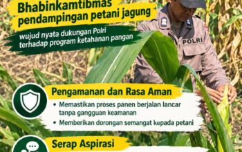 Dukung Ketahanan Pangan Nasional, Polsek Bangilan Aktif Dampingi Petani Jagung
