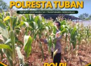 Polsek Tuban Pantau Tanaman Jagung Menjelang Panen, Dukung Ketahanan Pangan Nasional