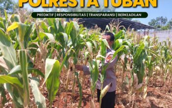 Polsek Tuban Pantau Tanaman Jagung Menjelang Panen, Dukung Ketahanan Pangan Nasional
