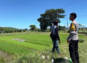 Dukung Ketahanan Pangan, Bhabinkamtibmas Desa Sabedo Sambangi Petani Padi di Sawah