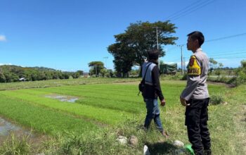 Dukung Ketahanan Pangan, Bhabinkamtibmas Desa Sabedo Sambangi Petani Padi di Sawah
