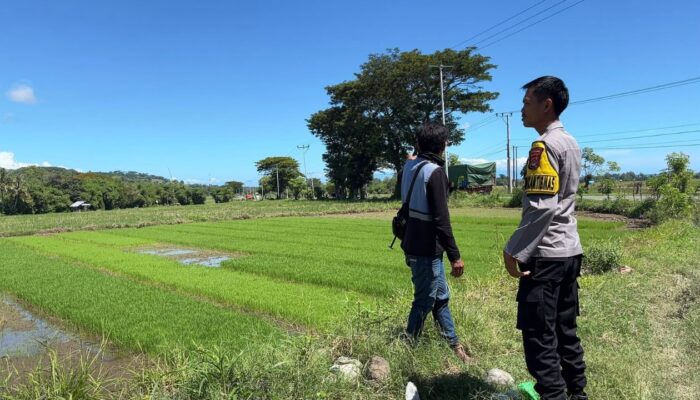 Dukung Ketahanan Pangan, Bhabinkamtibmas Desa Sabedo Sambangi Petani Padi di Sawah