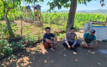 Bhabinkamtibmas Dorokobo Dorong Petani Perhatikan Pertumbuhan Jagung, Dukung Ketahanan Pangan